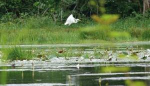 El Aouana (Jijel) - Parc national de Taza: Des espèces d’oiseaux à protéger