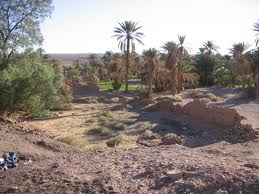 Béchar - La phoeniciculture n’est pas suffisamment aidée