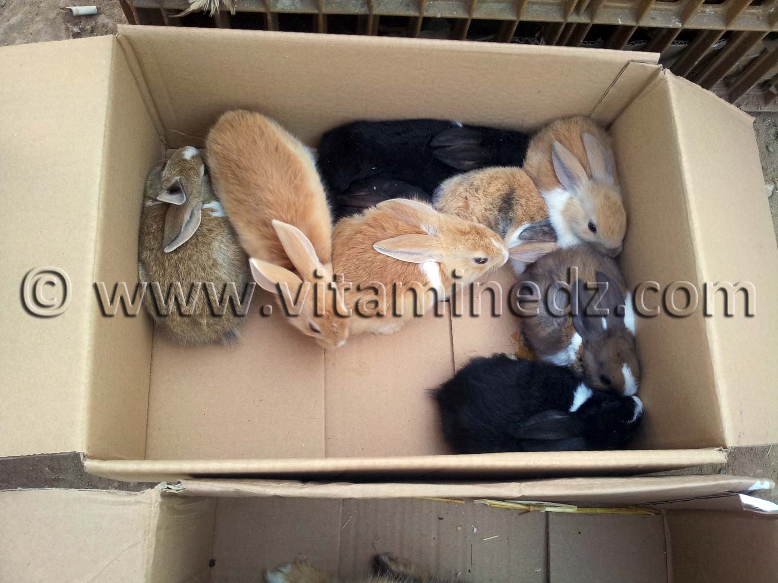 Lapinots au Marché du Vendredi d'El Moustakbel, Hennaya