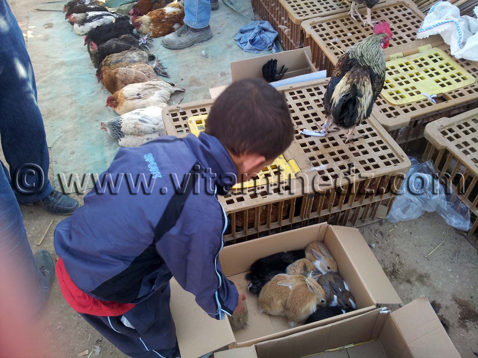 Volailles et lapins au Marché du Vendredi d'El Moustakbel, Hennaya