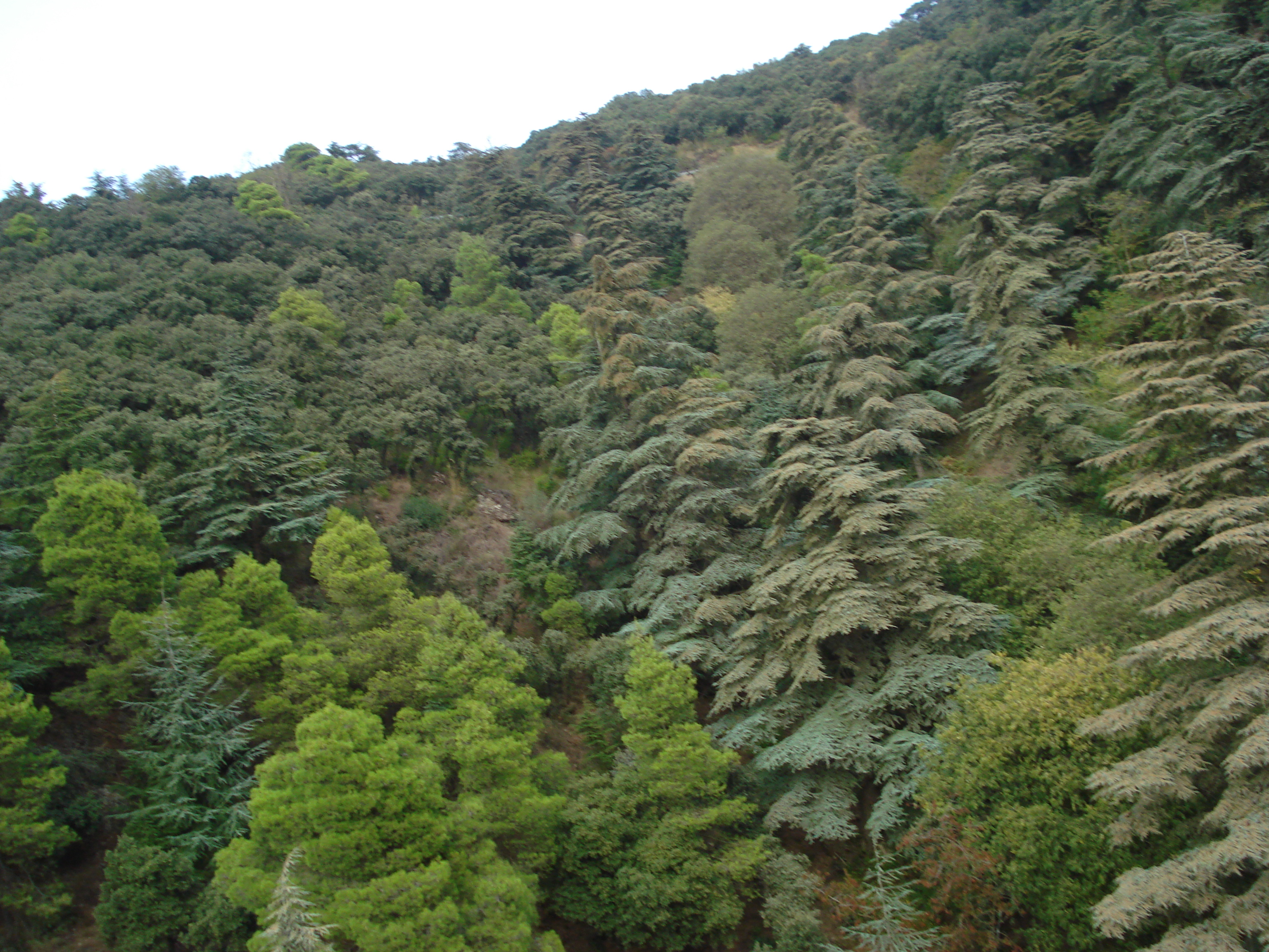 Le site de Chréa Blida.