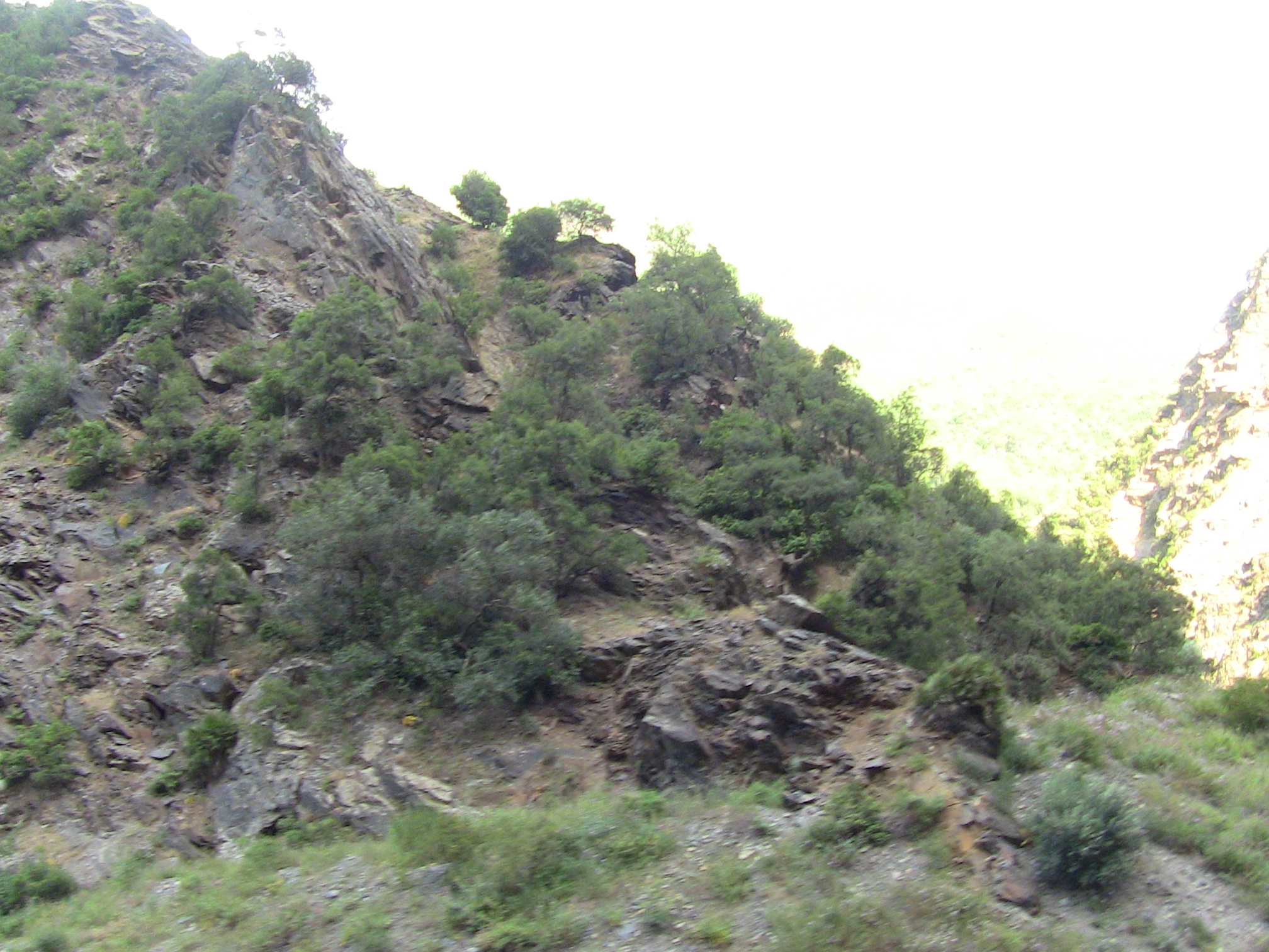 Les gorges de la Chiffa