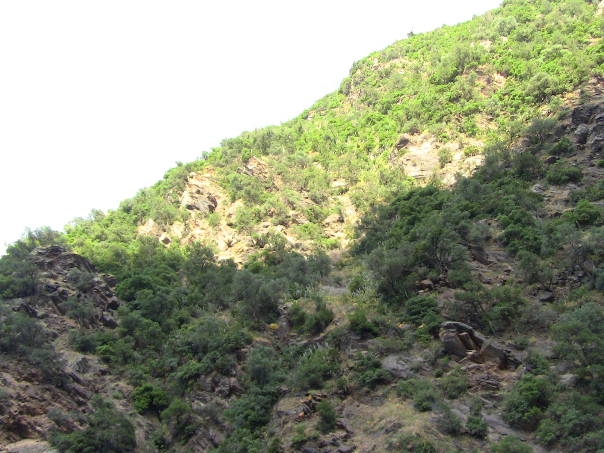 Les gorges de la Chiffa