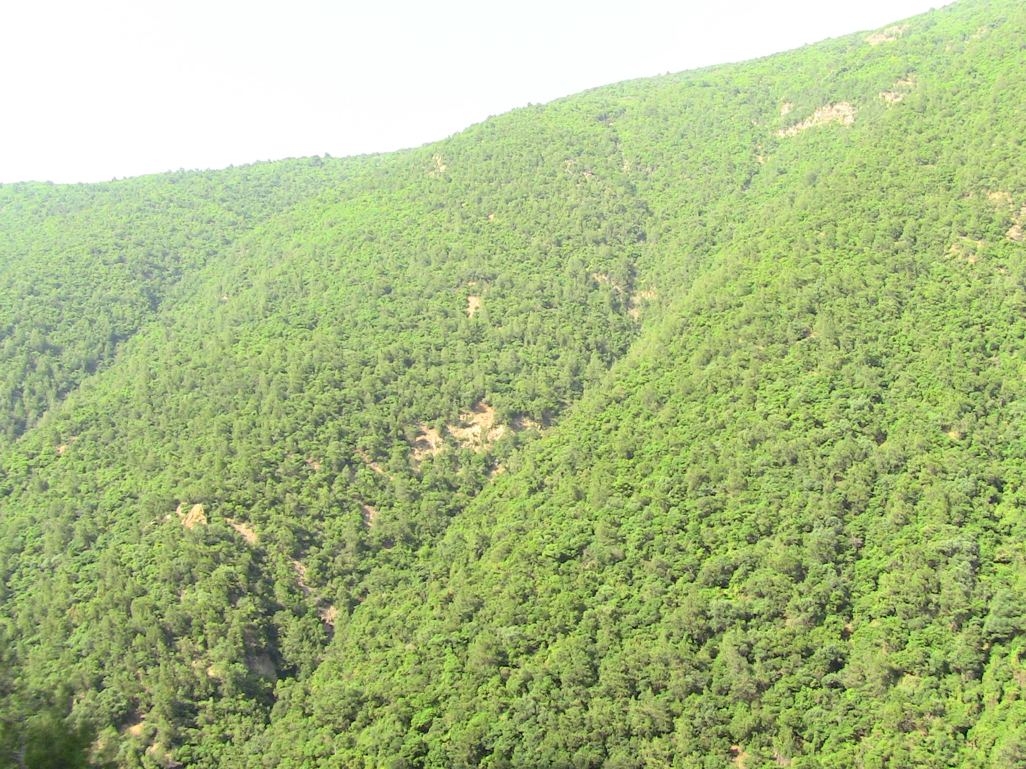 Les gorges de la Chiffa