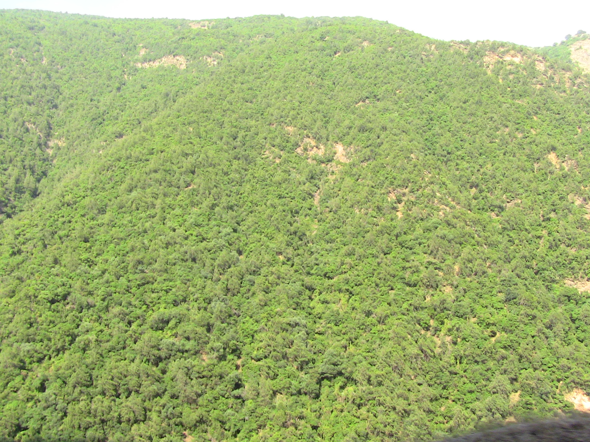 Les gorges de la Chiffa