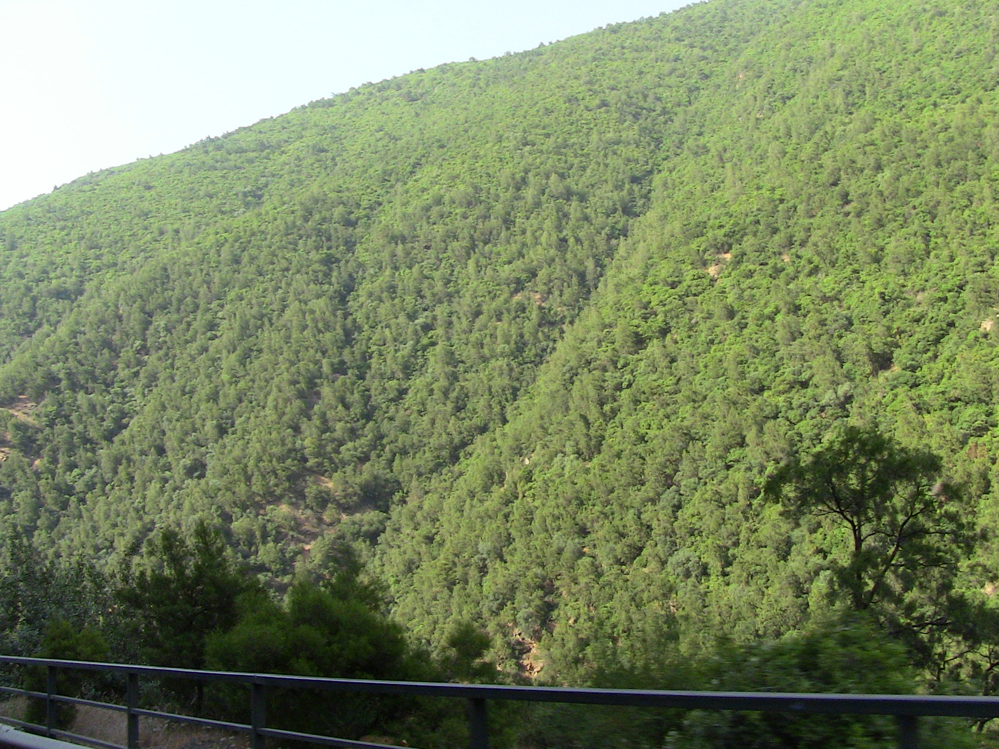 Les gorges de la Chiffa