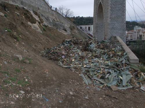 Arrachage des agaves du Rocher de Constantine