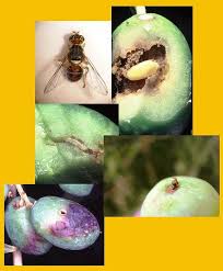 M'sila -  La mouche de l'olivier menace les récoltes de cette année