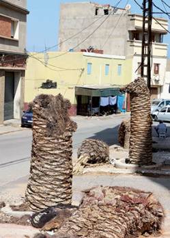 Mostaganem - Quartier de Tigditt: L’inéluctable mort des palmiers