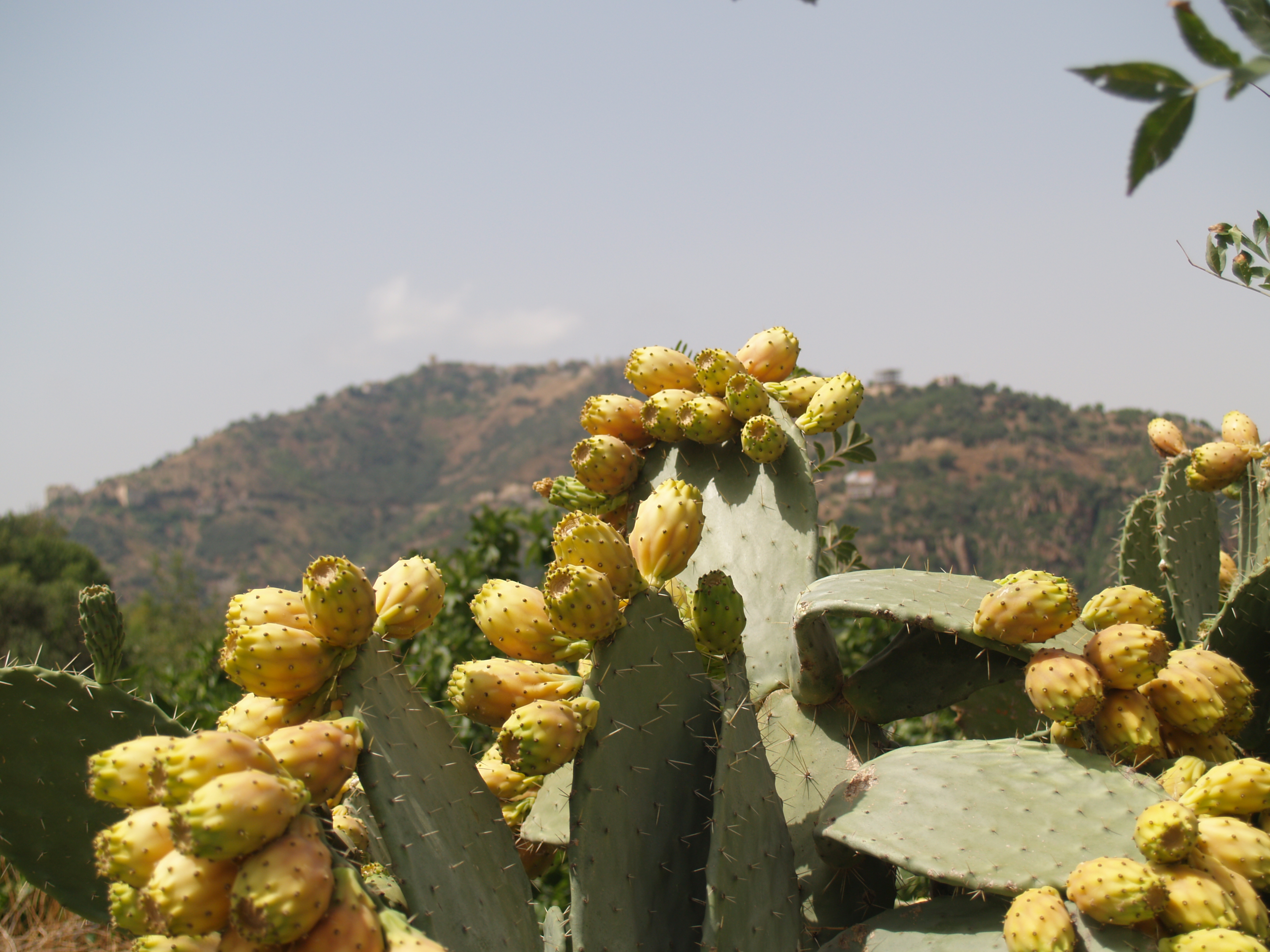 THIKIRMOUSSINES D'IGHIL IGOULMIMENE