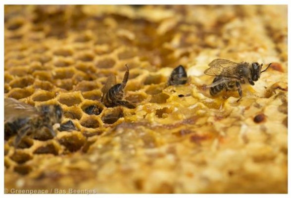 Planète  -  Malnutrition: Une alimentation saine dépend de pollinisateurs en bonne santé