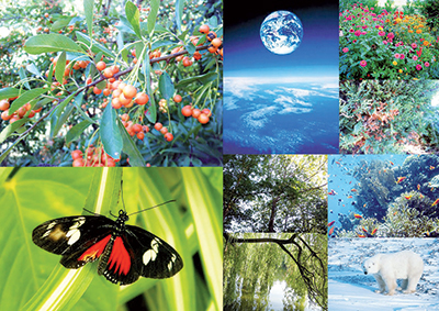 Béchar -  Un congrès dédié à la biodiversité