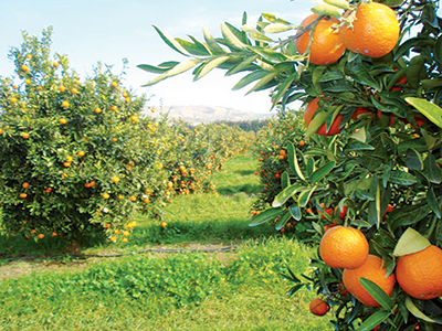 Chlef - Agrumiculture: Mise en branle du plan de soutien à la filière
