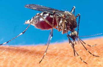 Algérie - Situation sur les cas de paludisme: Le ministère de la Santé fait le point