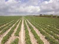 Détournement de terres agricoles à Sétif:  Heureux dénouement