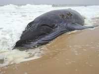 42 spécimens de cétacés ont été recensés:  Ces baleines et dauphins échoués sur le littoral algérien