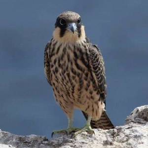 Découverte d'une importante colonie de Faucons d'Éléonore en Algérie