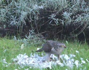 Prédation de l'Épervier d'Europe sur les oiseaux des jardins: que peut-on faire?