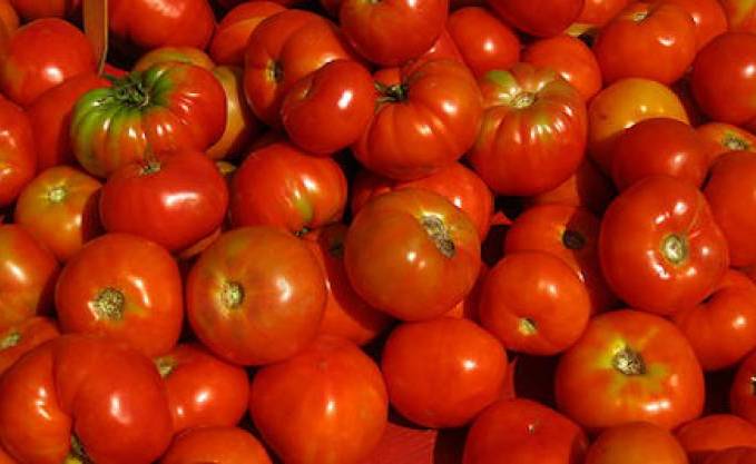 MOSTAGANEM -  De la tomate en abondance