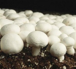 Dar El Beida (Alger) - À la faveur d’un partenariat Algéro-Portugais: Cevital investira dans la production de champignons