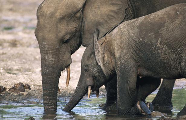 Planète - L'avenir des éléphants d'Afrique au cœur d'un sommet au Botswana