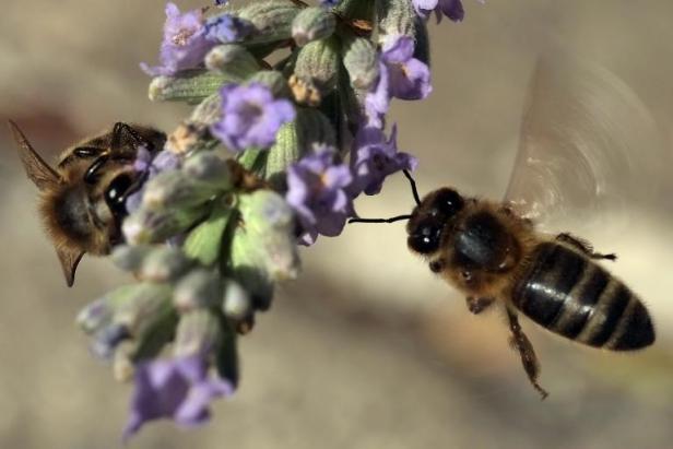 Planète - Grenoble (France): Le «dynamisme» des abeilles affecté par la qualité de l'environnement