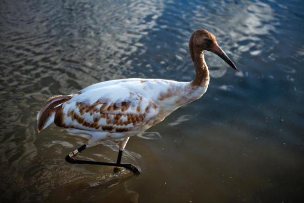 Planète - Rude bataille pour sauver la grue blanche, plus grand oiseau d'Amérique du Nord