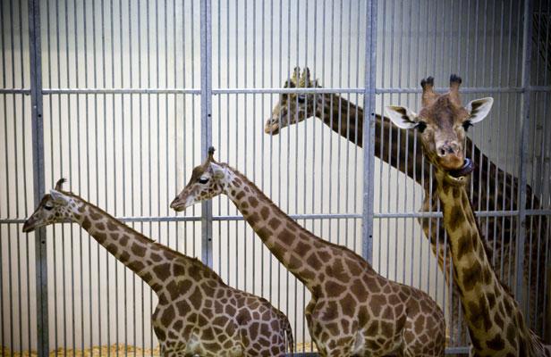 Planète - Le zoo de Vincennes (Paris) rouvre le 12 avril, et les billets sont déjà en vente