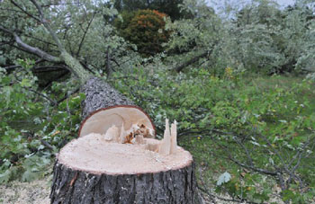 Tizi Ouzou - Forêts: 28 infractions à la législation forestière en 2013