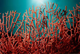 EL-TARF -  Ce corail qui fait baver