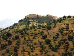 BOUIRA  -  La production oléicole en baisse