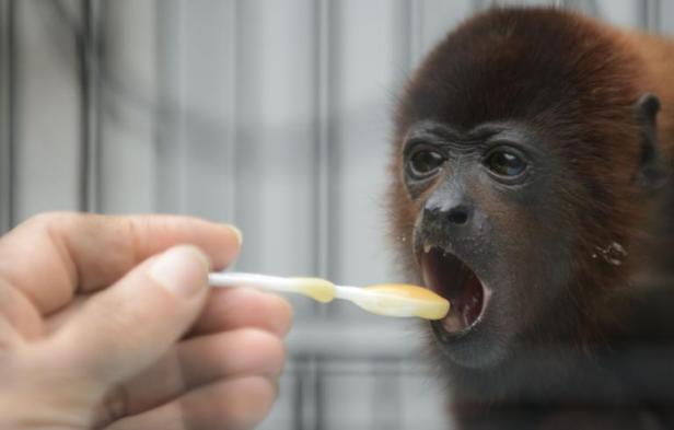 Planète - En Colombie, un zoo prépare les singes au retour à la vie sauvage