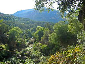 TLEMCEN -  Plus de 300 randonneurs aujourd'hui à Béni Bahdel