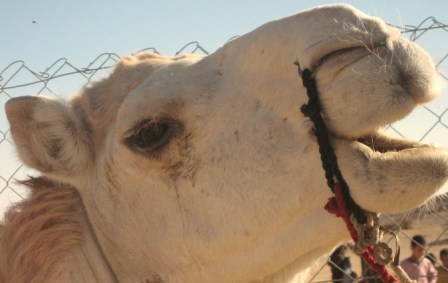 Adrar - 18e édition de la fête du dromadaire à Timiaouine