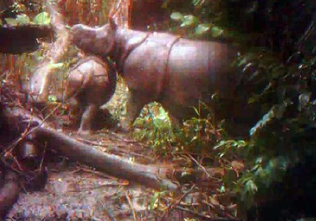 Planète - En Indonésie, un refuge de la dernière chance pour le rhinocéros de Java