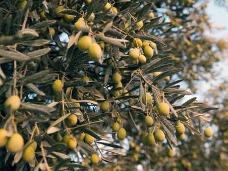 Sétif - Filière oléicole:  La campagne bat son plein