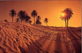 جمال بلادي_الصحراء