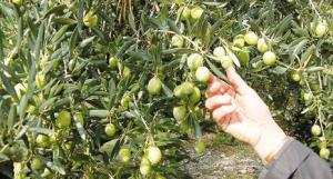 Saison oléicole à Béjaïa :  Fin de la cueillette des olives à Ath Waghlis