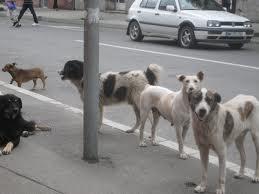 Constantine - Cité Zouaghi: Des meutes de chiens menacent les habitants