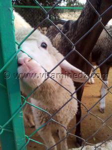 Petit agneau au Zoo de Mansourah ...