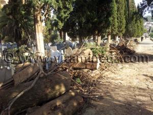 Cimetière Sidi Senoussi, chaque annéee abattage des arbres et laisser aller
