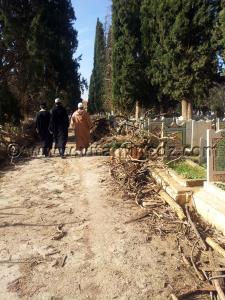 Tlemcen - Cimetière Sidi Senoussi, chaque annéee abattage des arbres et laisser aller