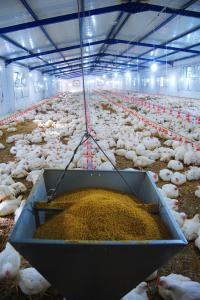 Système d’alimentation et d'abreuvement de poulet de chair