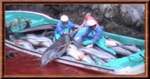 Planète - Pérou: Stop au massacre des dauphins