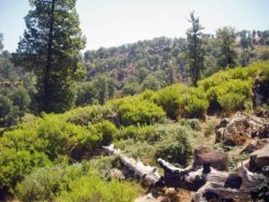 Production du liège à Jijel - Une activité en déclin