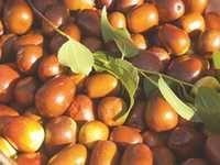 Le fruit dont elle tire son nom a complètement disparu de la région:  Annaba n'est plus la ville du jujube