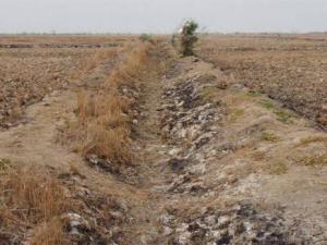 Mogheul (Béchar) -  Une plaine céréalière à l’abandon