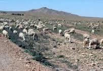 El-Bayadh - Les éleveurs dans le désarroi  Approvisionnement en aliments onéreux
