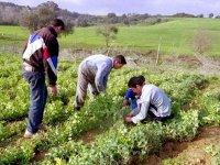 ANSEJ de Constantine : Engouement croissant des jeunes promoteurs pour les activités agricoles