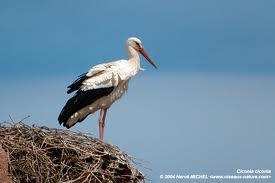 Ibn Ziad - La  cigogne blanche est parmi nous en ce début d’année 2014